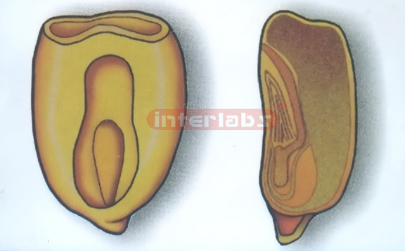 MONOCOTYLEDON CORN SEED MODEL